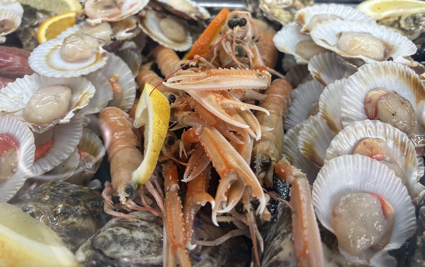 Kaisergranate, Kammmuscheln, Austern und Zitronen an der Fischtheke von MABO Fish